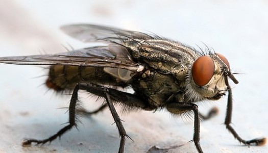 15 Mẹo đuổi ruồi ra khỏi nhà vĩnh viễn hiệu quả 100% an toàn
